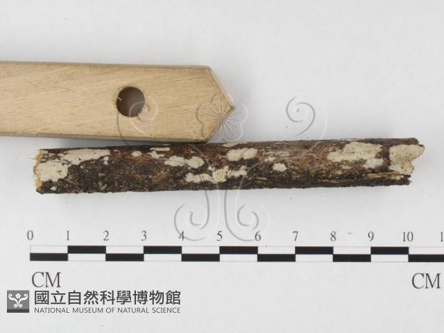 登錄號:F0026716藏品圖，第3張