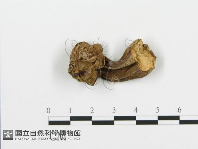 登錄號:F0001716藏品圖，第3張