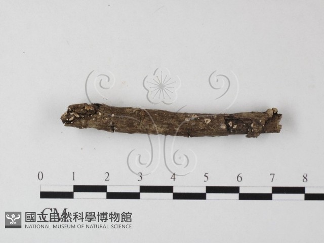 登錄號:F0014716藏品圖，第3張