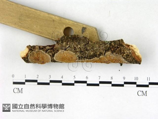 登錄號:F0022716藏品圖，第3張