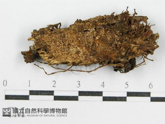 鬼傘屬藏品圖，第3張