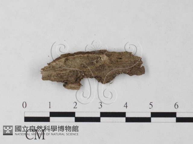 登錄號:F0007716藏品圖，第3張