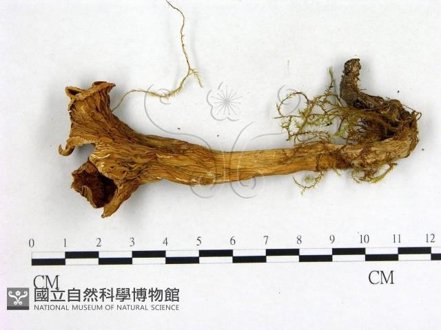登錄號:F0017716藏品圖，第3張