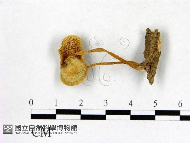 登錄號:F0009716藏品圖，第3張