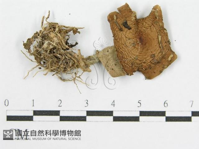 登錄號:F0019716藏品圖，第3張