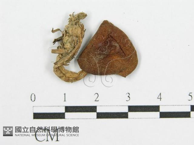 登錄號:F0003716藏品圖，第3張