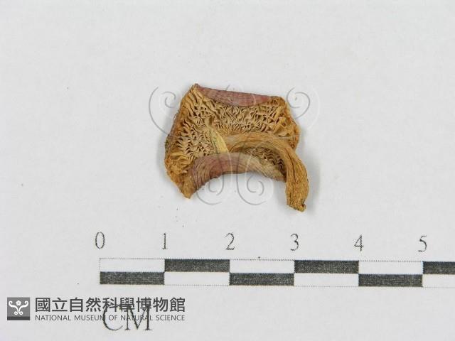紅菇屬藏品圖，第3張