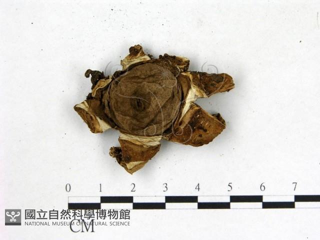 地星屬藏品圖，第3張