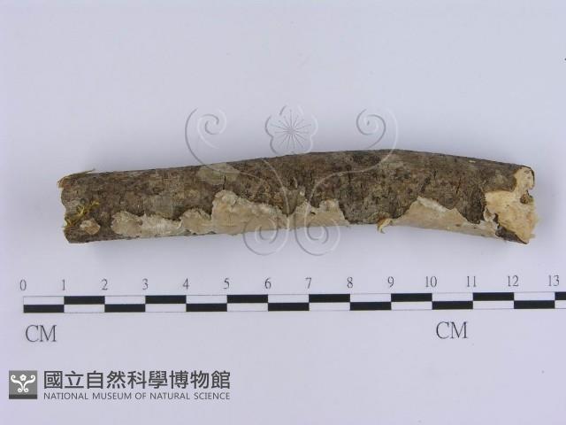 登錄號:F0000516藏品圖，第3張
