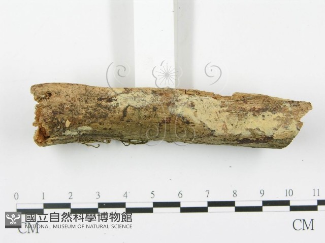 登錄號:F0001516藏品圖，第3張