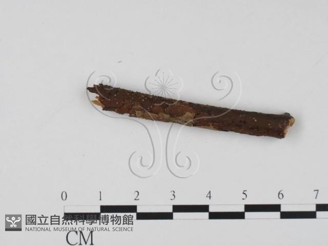 登錄號:F0011516藏品圖，第3張
