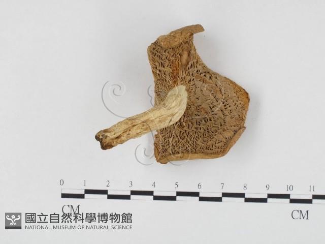 紅菇屬藏品圖，第3張