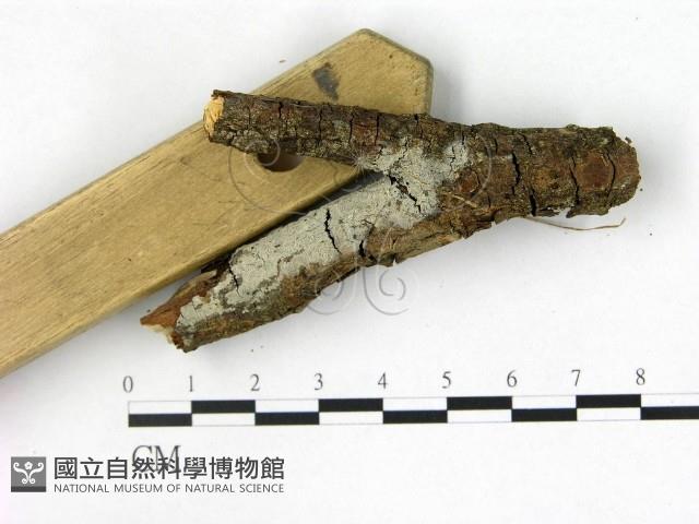 剛毛絲皮菌藏品圖，第3張