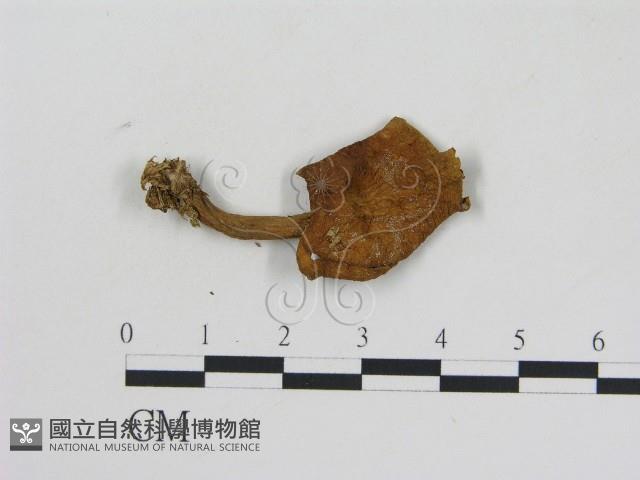 乳菇屬藏品圖，第3張