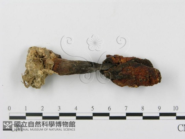 登錄號:F0007516藏品圖，第3張