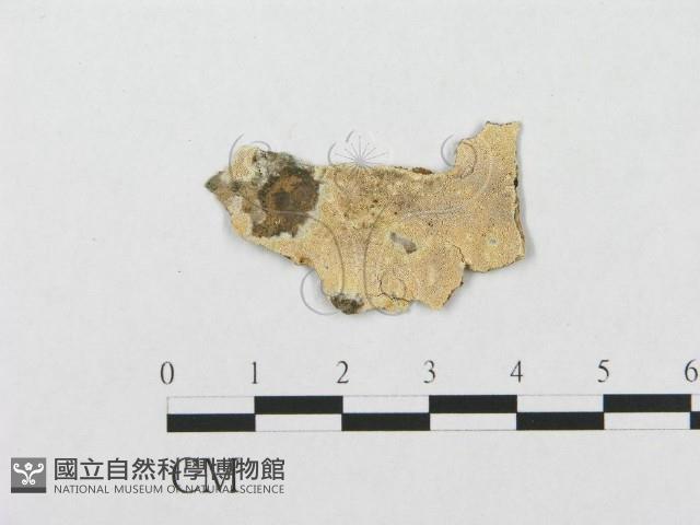 登錄號:F0017516藏品圖，第1張