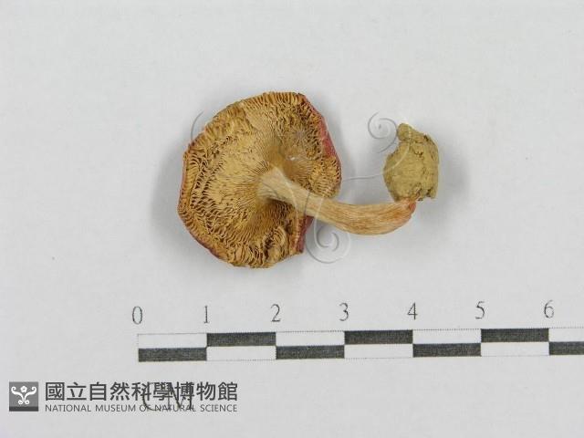 登錄號:F0005516藏品圖，第3張