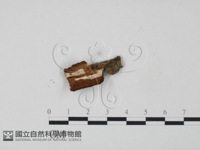 韌革菌屬藏品圖，第3張