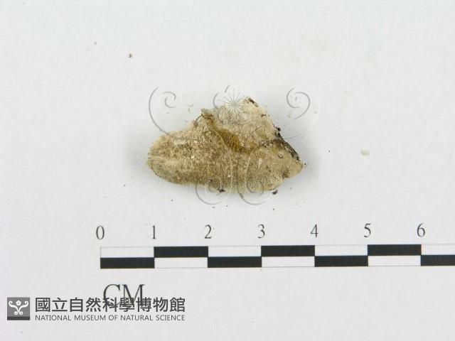 登錄號:F0009516藏品圖，第3張