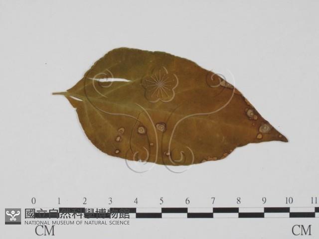 登錄號:F0019516藏品圖，第3張