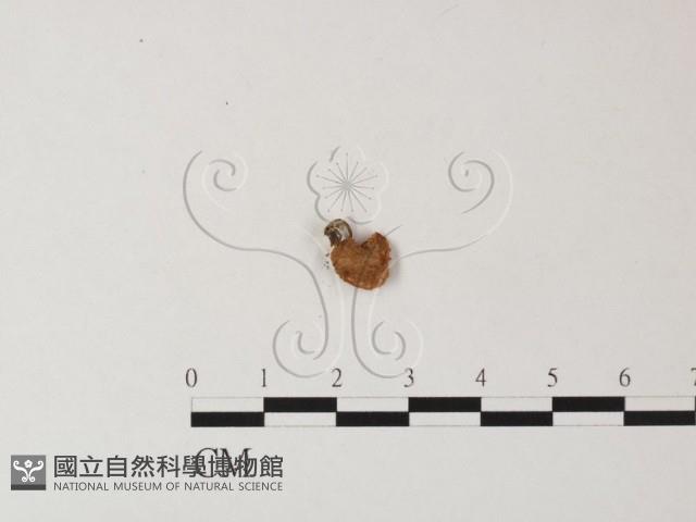 登錄號:F0023516藏品圖，第3張