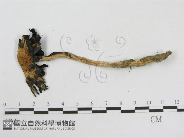 登錄號:F0003516藏品圖，第3張