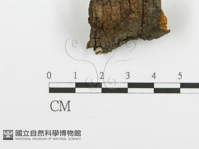 登錄號:F0013516藏品圖，第3張