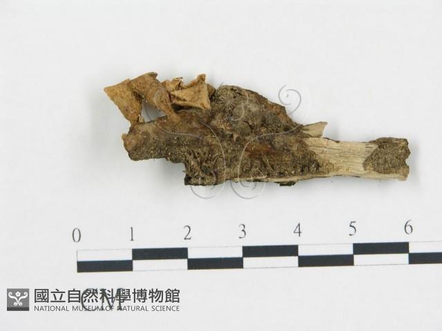 登錄號:F0010116藏品圖，第1張