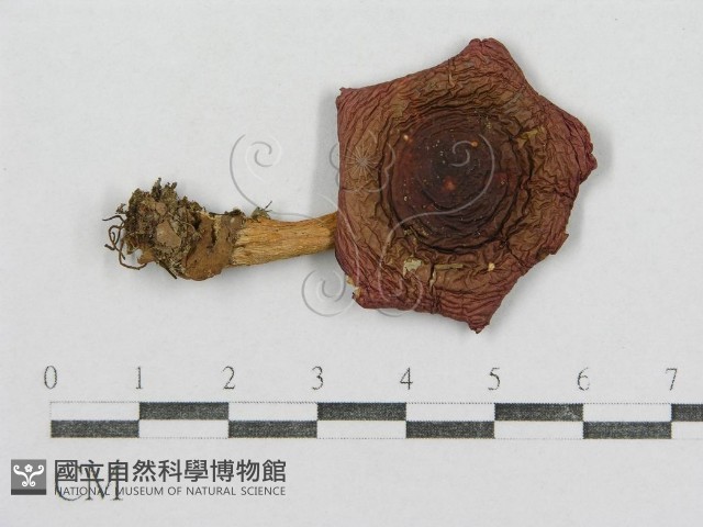 紅菇屬藏品圖，第3張