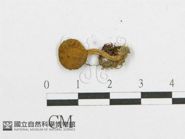 登錄號:F0011116藏品圖，第3張