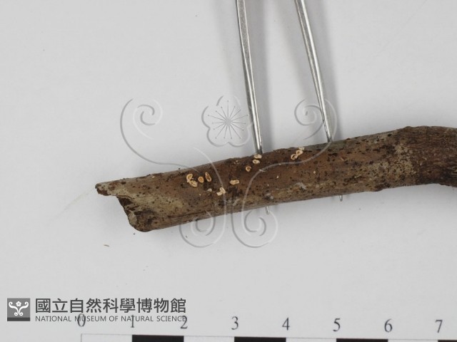 登錄號:F0002116藏品圖，第3張
