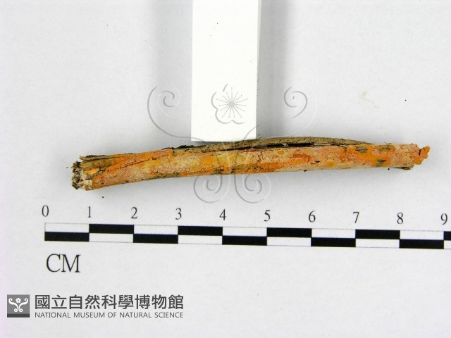 登錄號:F0012116藏品圖，第3張