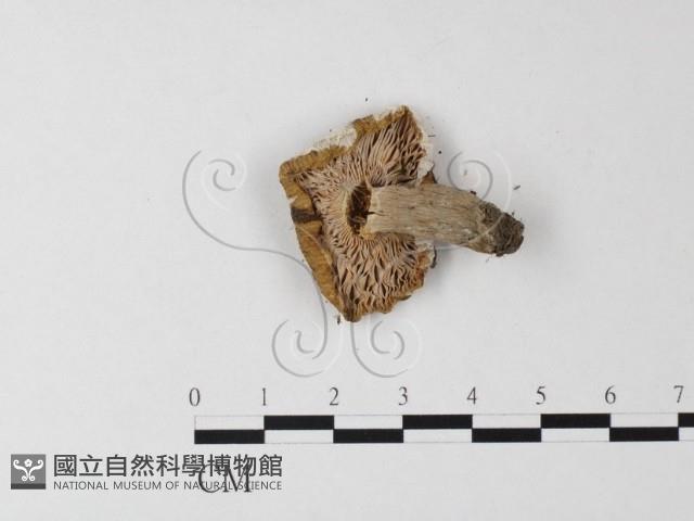紅菇屬藏品圖，第3張