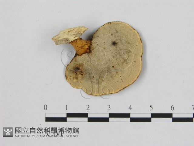 登錄號:F0015116藏品圖，第3張