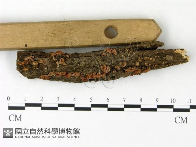 登錄號:F0023116藏品圖，第3張