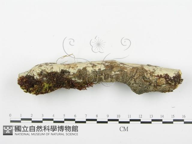 登錄號:F0003116藏品圖，第1張