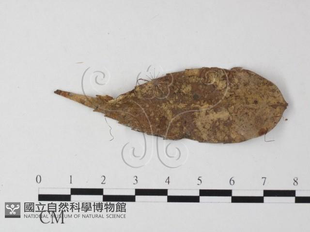 登錄號:F0013116藏品圖，第3張
