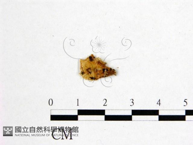 登錄號:F0016016藏品圖，第3張