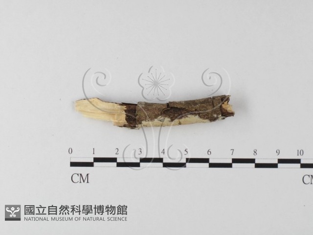 登錄號:F0021016藏品圖，第3張