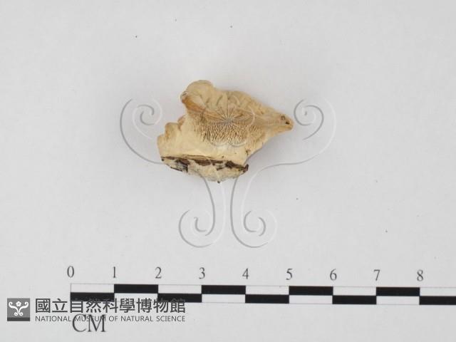 登錄號:F0024016藏品圖，第3張