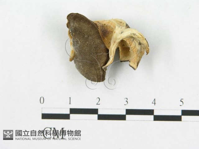 登錄號:F0014016藏品圖，第3張