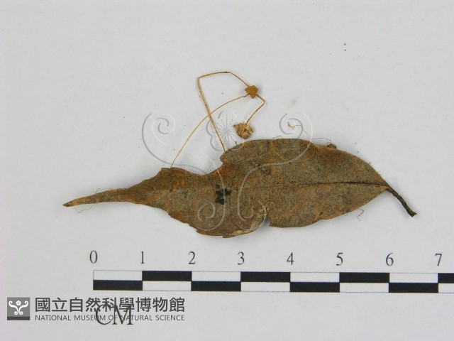 小菇屬藏品圖，第1張