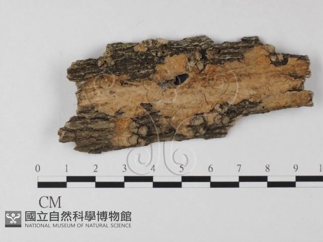 登錄號:F0012016藏品圖，第3張