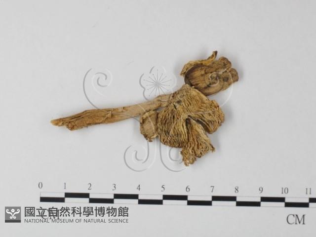鵝膏屬藏品圖，第1張