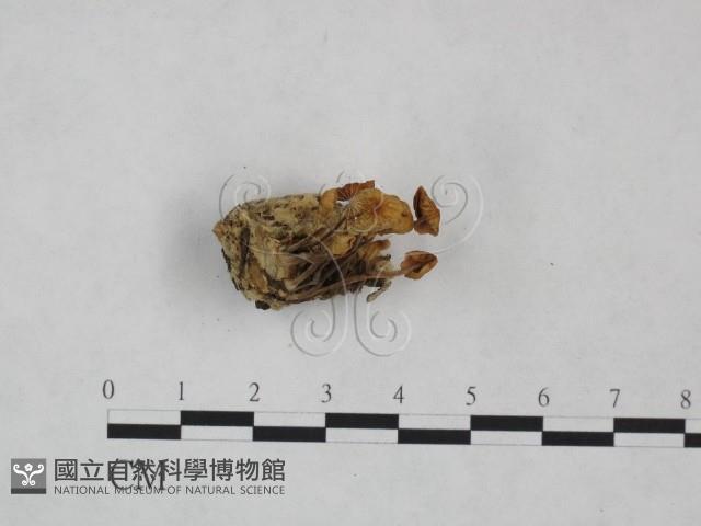 登錄號:F0025016藏品圖，第3張