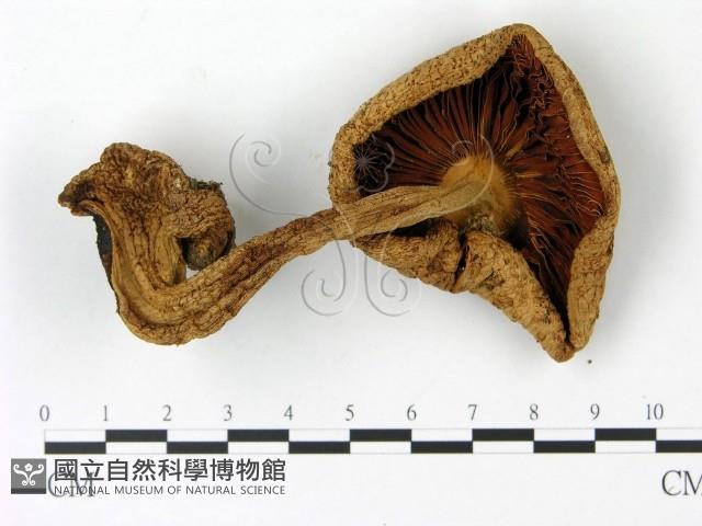 登錄號:F0023016藏品圖，第3張