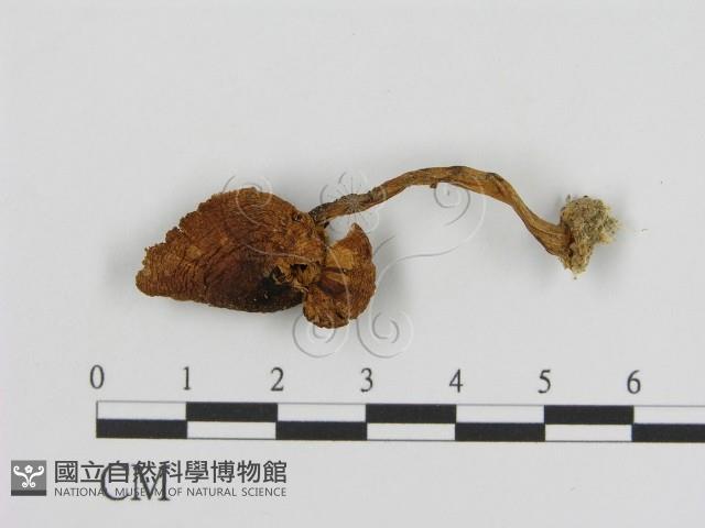 登錄號:F0013016藏品圖，第3張