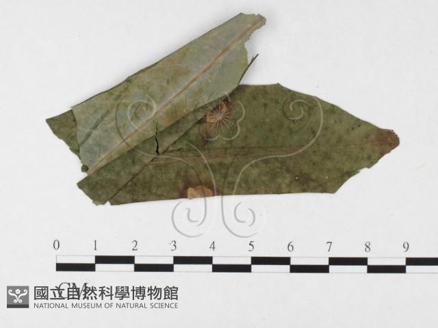 登錄號:F0026316藏品圖，第1張