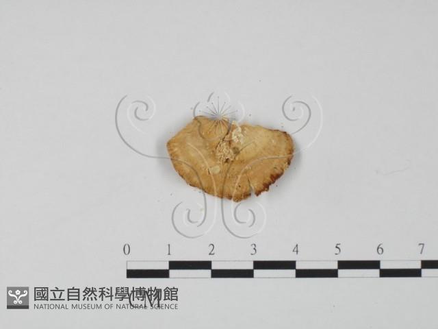 登錄號:F0006316藏品圖，第3張