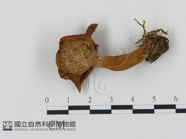 乳菇屬藏品圖，第3張